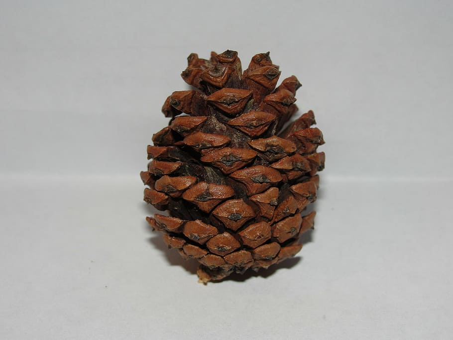 pine cone, white background, stark, indoors, studio shot, still life HD wallpaper