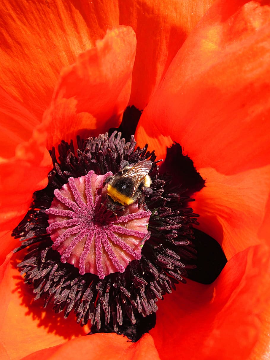 bee, poppy, flower, red, blossom, open, flowering plant, petal HD wallpaper