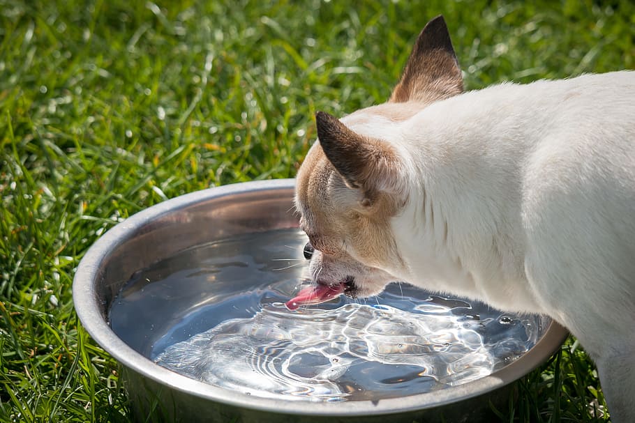 dog drinking water, Chihuahua, Dog, Chiwawa, Tongue, thirst, bowl, HD wallpaper