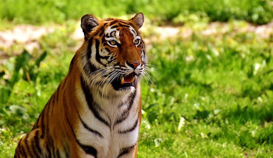 adult Tiger sitting on green grass during daytime, predator HD wallpaper