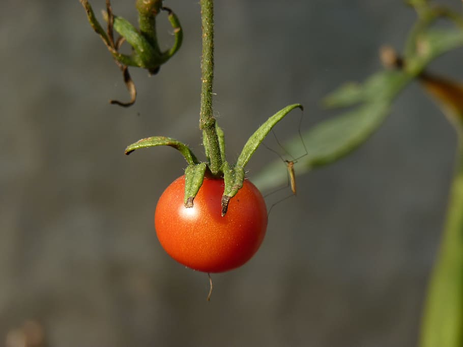 eating, nature, leaf, no one, food and drink, fruit, freshness HD wallpaper