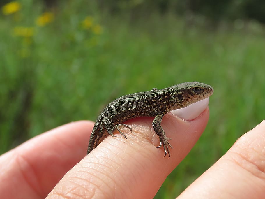 lizard, reptiles, creeping things, nature, human hand, human body part HD wallpaper