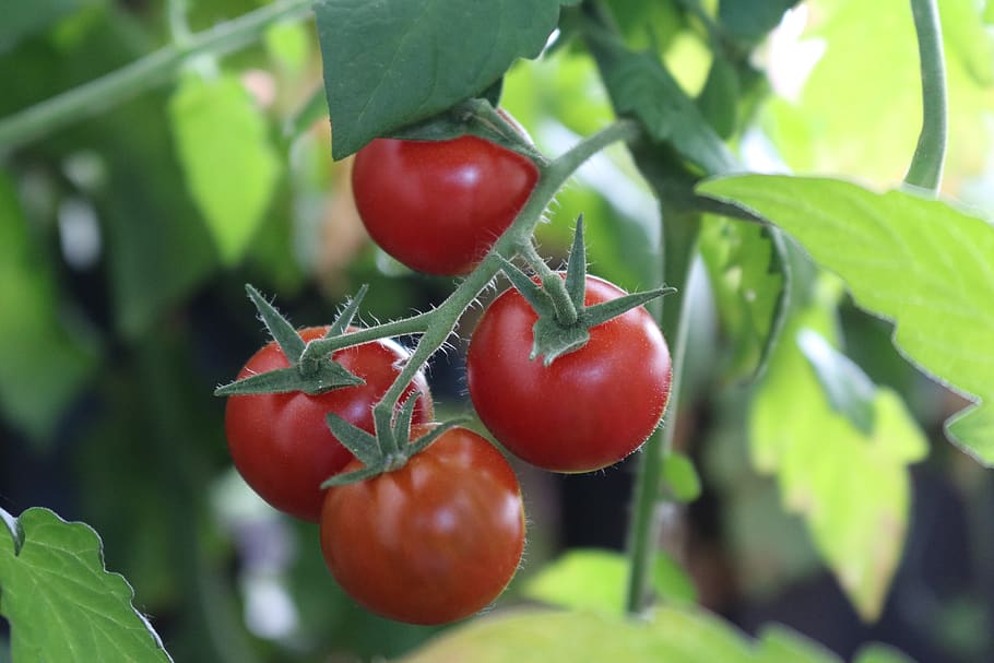 bush tomatoes, nachtschattengewächs, vegetables, fresh, vegetable growing, HD wallpaper