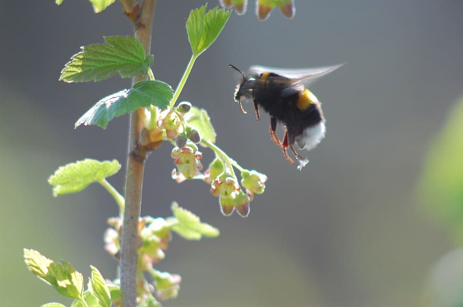 bumblebee, krupnyj plan, in-flight, soars, flies, currant, pollinates HD wallpaper