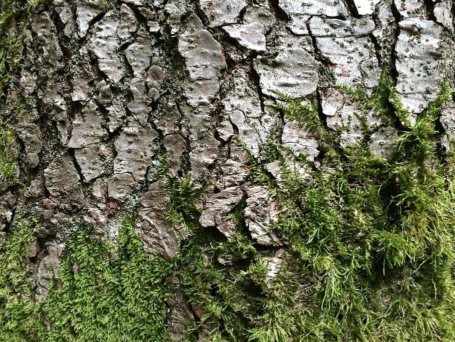 tree, bark, moss, log, nature, structure, green, tribe, forest HD wallpaper