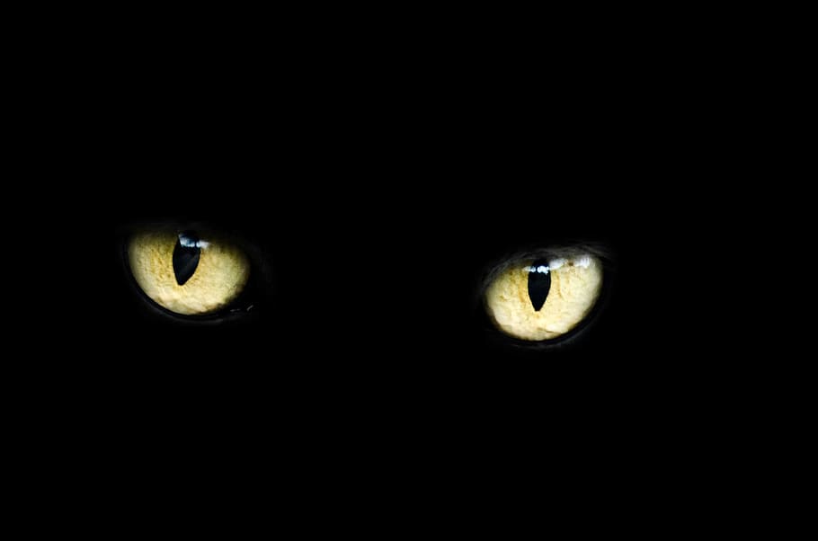Black Cat Eyes Wallpaper Download