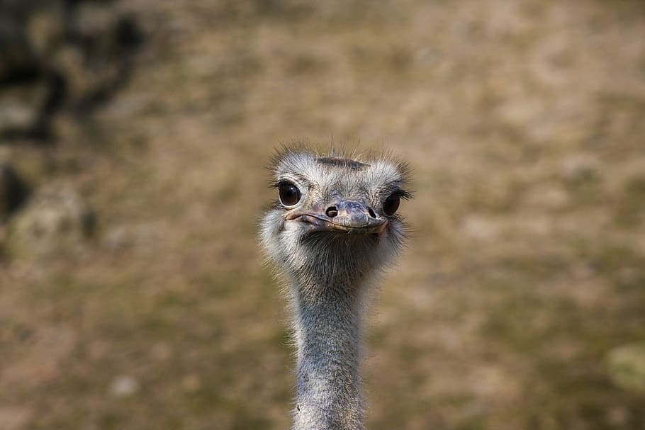 Ostrich, Head, Flightless Bird, wildlife photography, big bird HD wallpaper