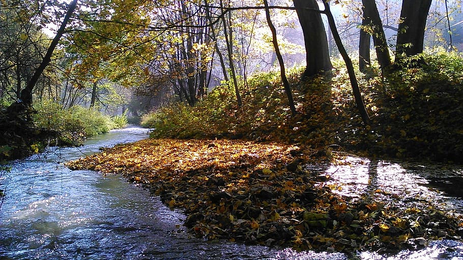 brown leaves on river, the founding fathers, poland, the national park, HD wallpaper