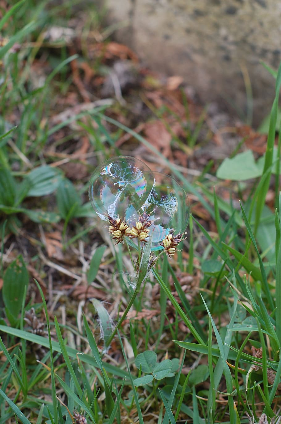 grass, spring, bubbles, flower, child, plant, growth, nature HD wallpaper