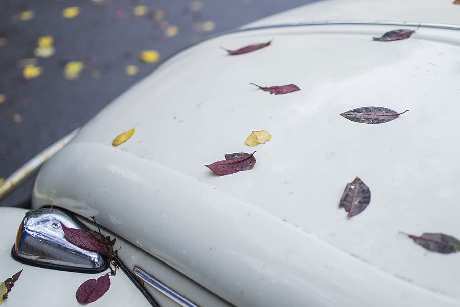 leaves, car, leaf, green, symbol, volkswagen, autumn, vibes, HD wallpaper