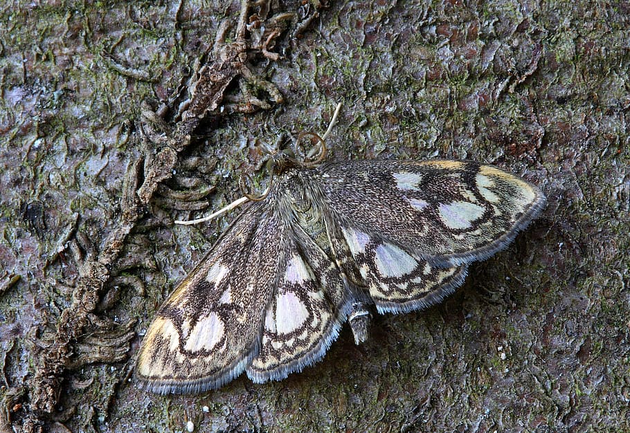 Moth, Macro, Insect, Lepidoptera, invertebrate, striped, outdoors HD wallpaper