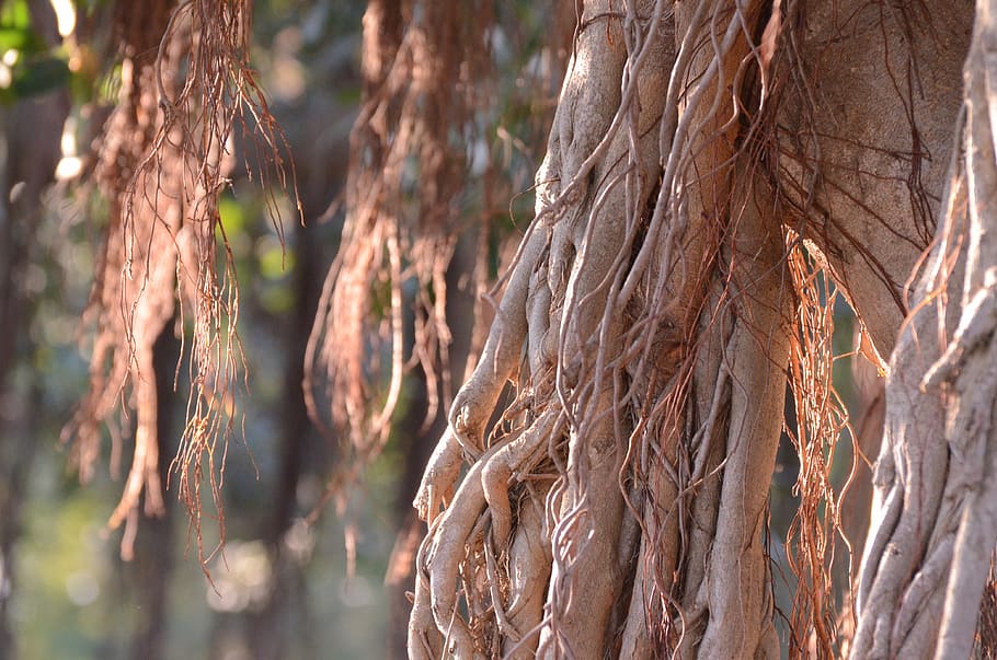 Tree, Brown, Nature, day, outdoors, no people, plant, tree trunk HD wallpaper
