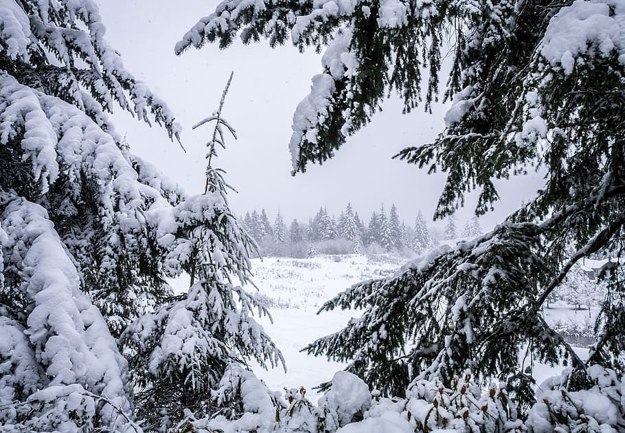 winter, valley, forest, snowy, landscape, pine, conifers, beautiful HD wallpaper