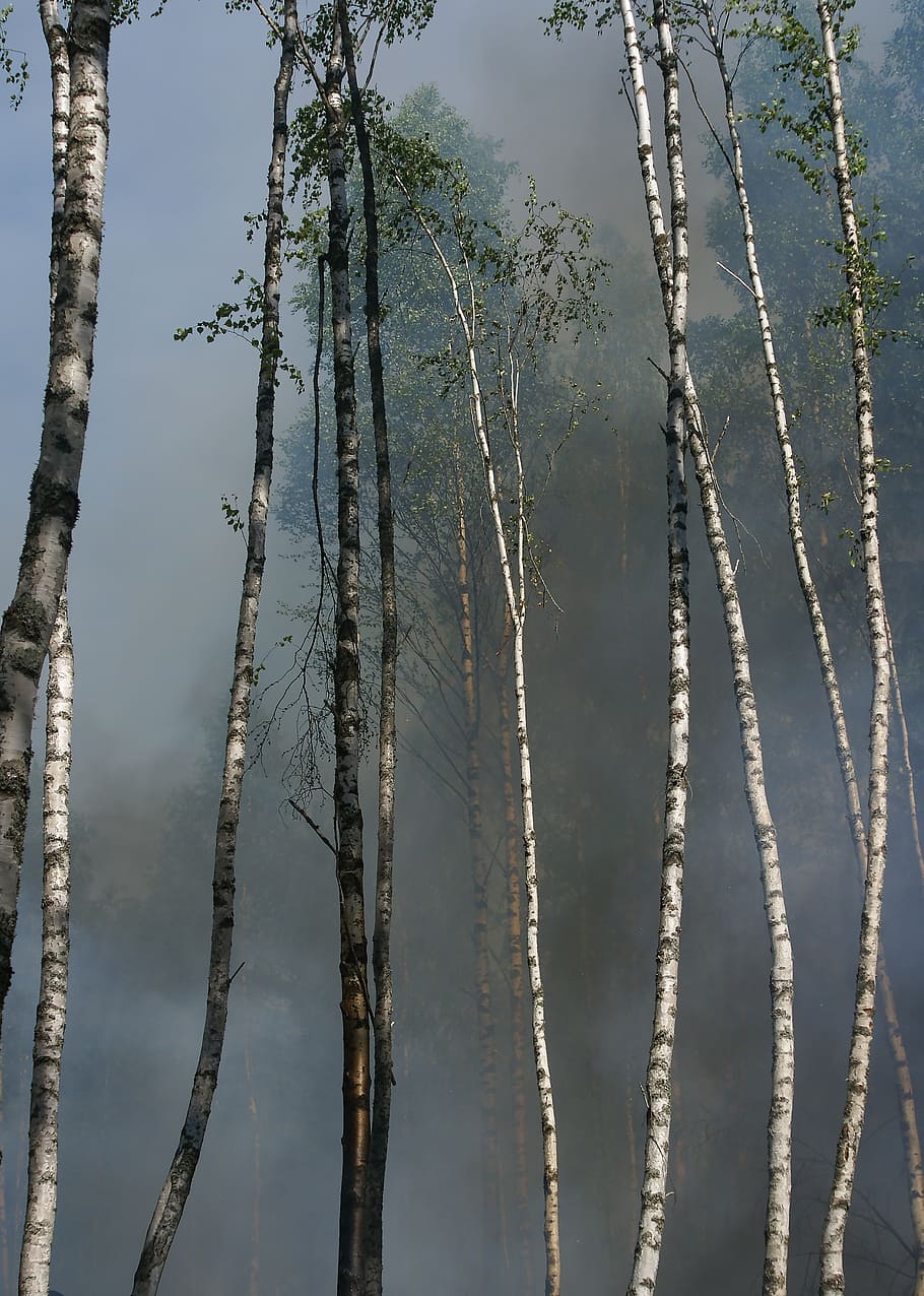 fire, conservation, burning for conservation, båtfors, smoke HD wallpaper