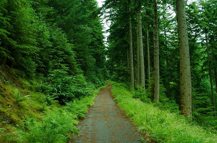 paved road between green trees, forest, foliage, leaves, leaf HD wallpaper