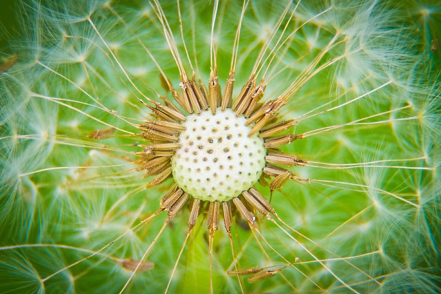 macro photography of white dandelion flower, summer, glade HD wallpaper