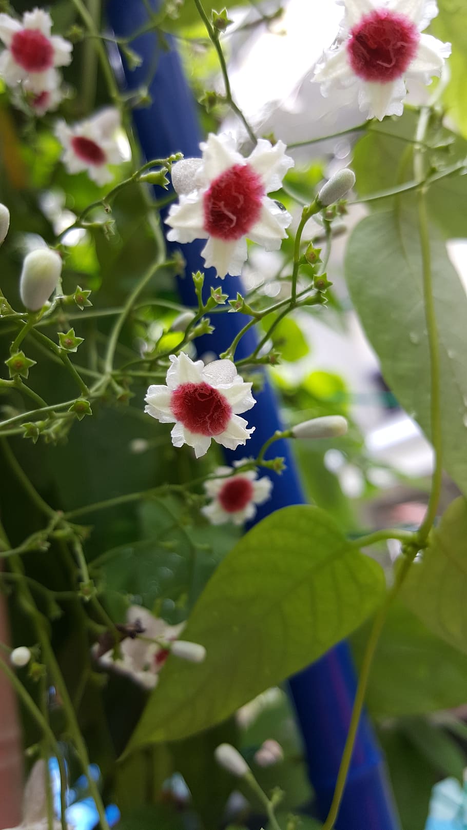small flower, white, nature, bloom, leaf, green, blooming, cute HD wallpaper