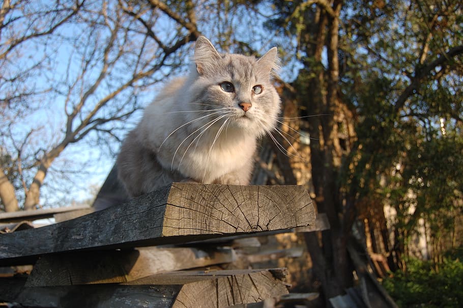 short-haired cat on brown wood log, board, cat sitting, spring HD wallpaper
