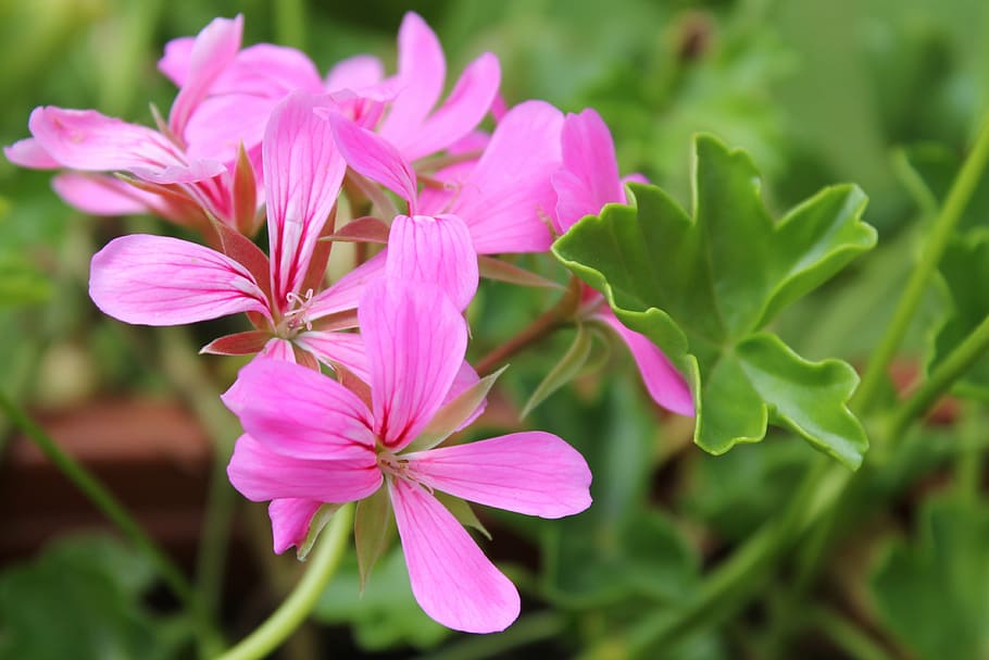 geranium, blossom, bloom, pink, plant, flower, flowering plant HD wallpaper