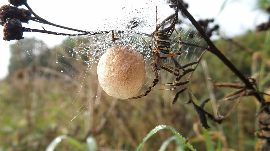 spider, nest, ball, cobweb, insect, grass, nature, plant, close-up HD wallpaper