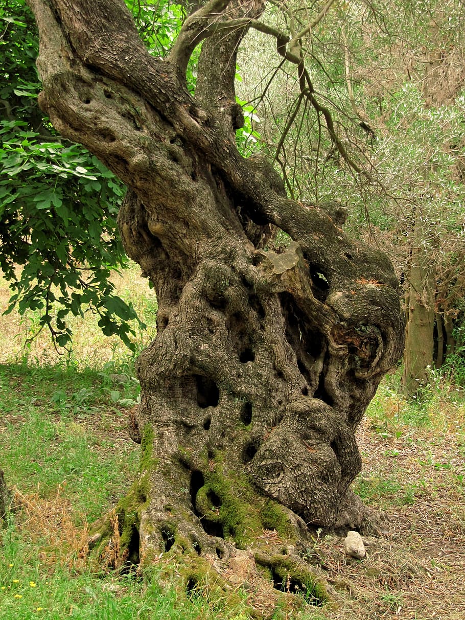 tree trunk, olive tree, corfu, greece, plant, growth, land HD wallpaper