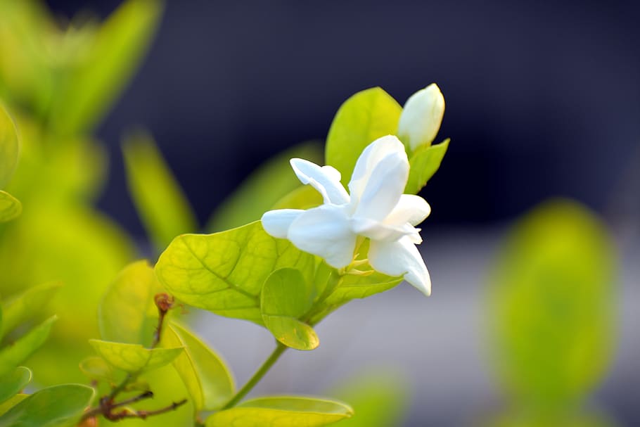 arabian jasmine, jasminum sambac, motia, fragrant flower, white, HD wallpaper