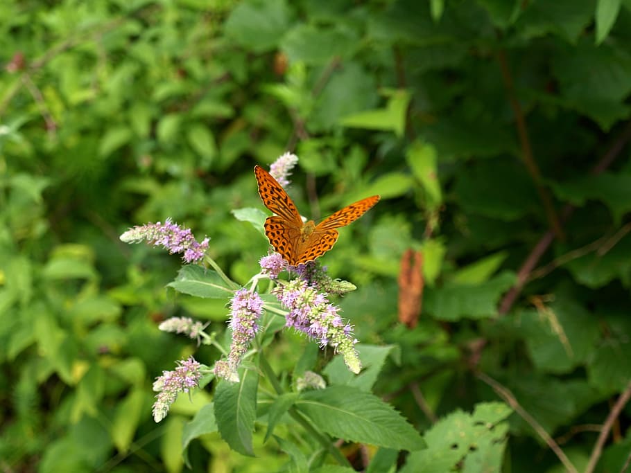 nature, butterfly, insects, flower, flowering plant, animal themes HD wallpaper