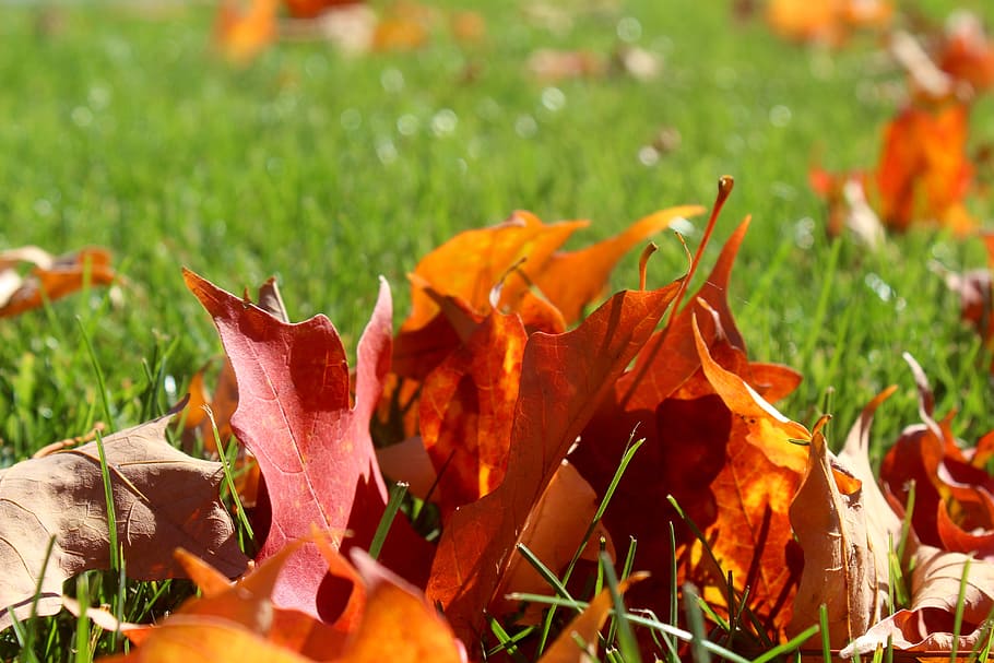 fall, leaves, outdoor, autumn, plant, beauty in nature, close-up HD wallpaper