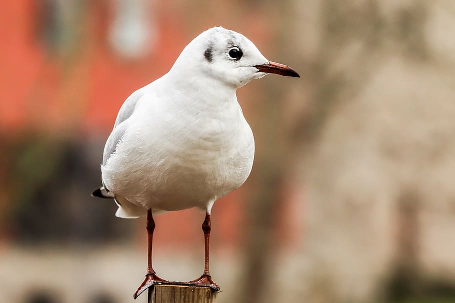 seagull, bird, ave, wings, animals, fauna, reidora, wildlife HD wallpaper
