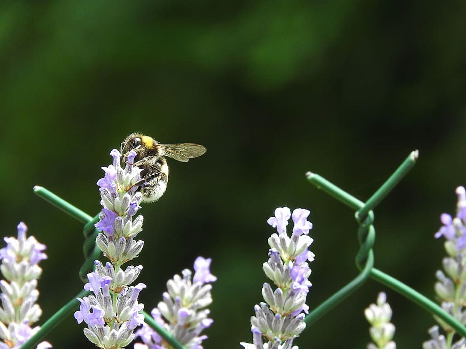 Nature, Bee, Insects, Lavender, Summer, flower, one animal HD wallpaper