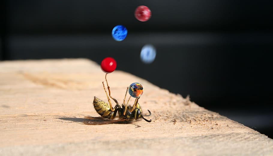 macro photo of yellowjacket wasp jugging marbles on brown wooden table HD wallpaper