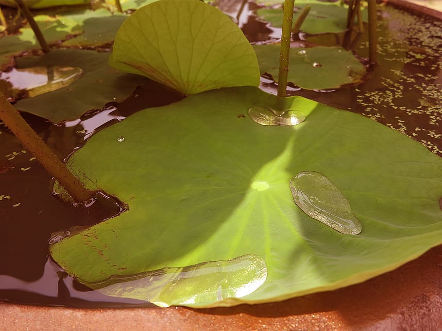 lotus leaf, trickle, plants, nature, water plant, plant part HD wallpaper