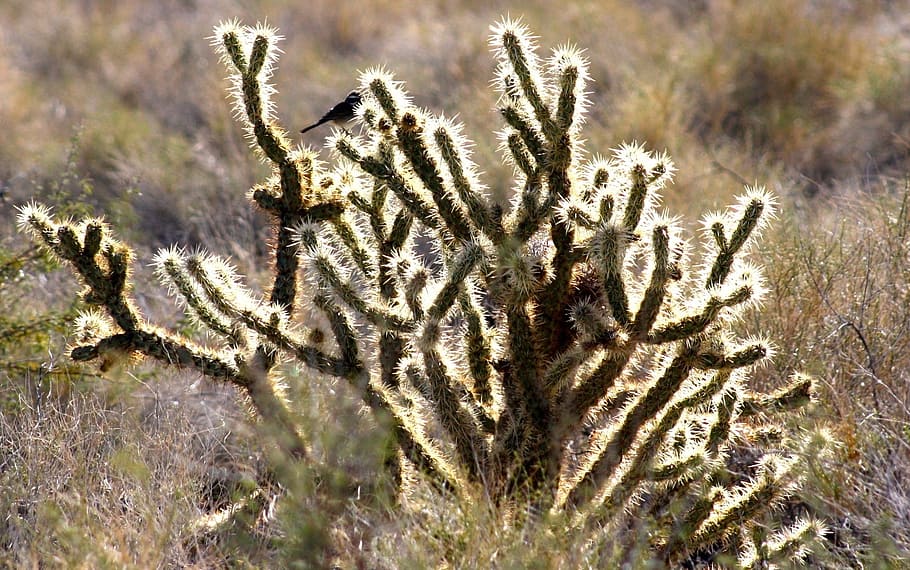 green plant, shimmer, bird, cactus, desert, mojave, sunlit HD wallpaper