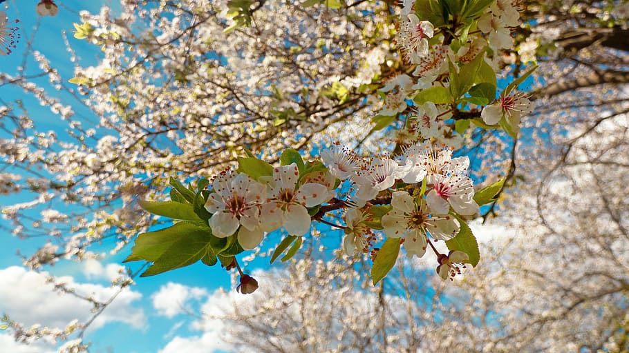 tree, bloom, apple, sky, blue, nature, branch, flower, apple-blossom HD wallpaper