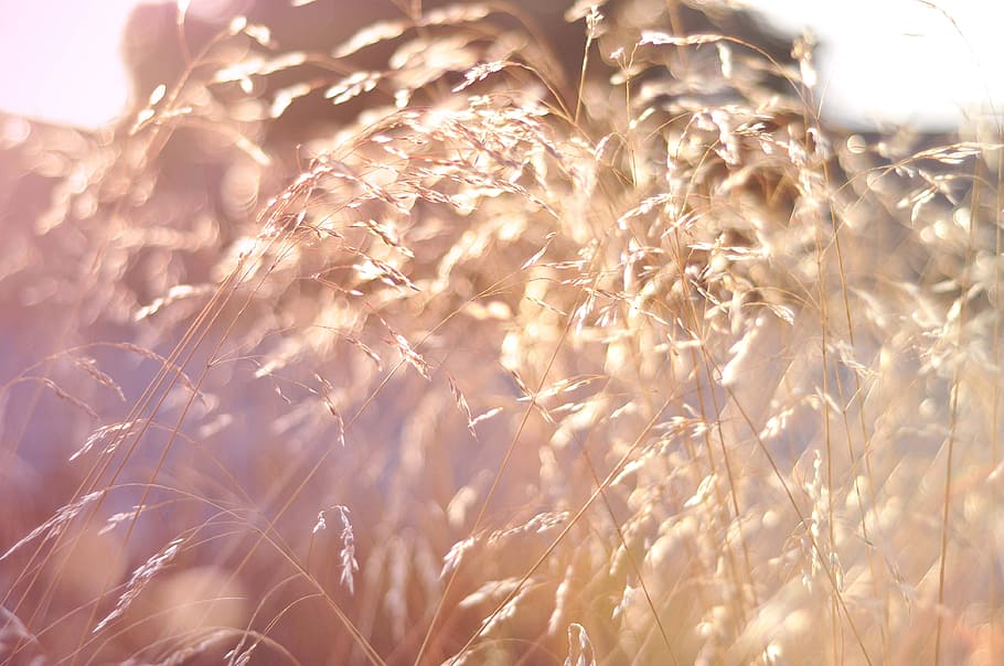 nature, sun, summer, grass, field, growth, plant, day, sunlight HD wallpaper