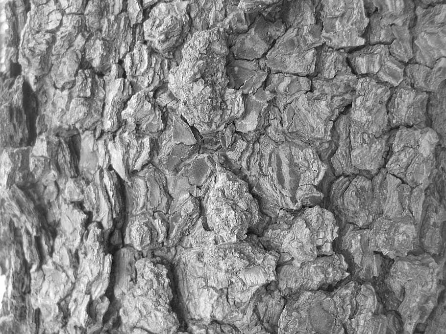 Tree Bark, Texture, black and white, black white, backgrounds HD wallpaper