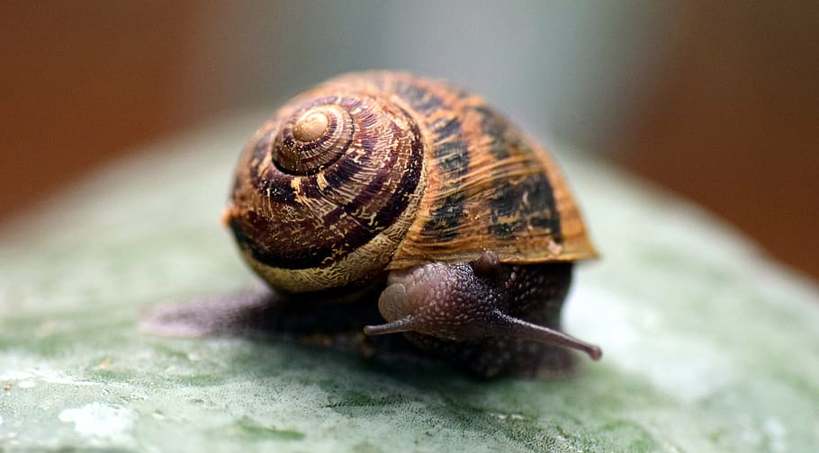snail, shell, close, nature, macro, housing, mollusk, backwards HD wallpaper