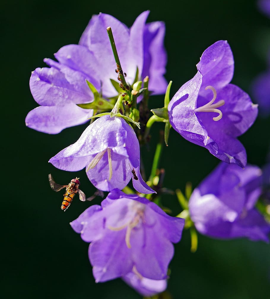 bellflower, hoverfly, summer, summer flowers, violet, nature HD wallpaper