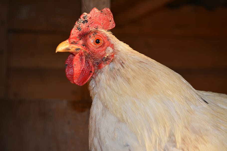 gaina, ridge, beak, white, birds, rooster, farm, chicken - bird HD wallpaper