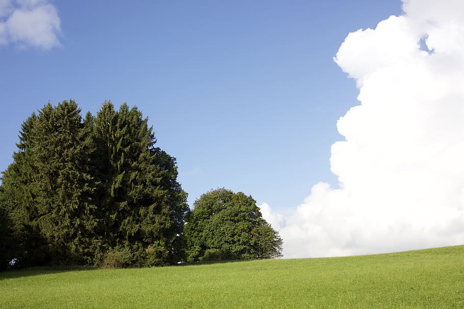clouds, landscape, nature, plant, sky, tree, green color, grass HD wallpaper