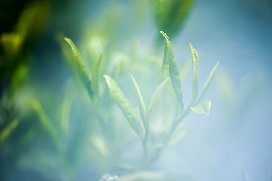 linear green leaf plant close-up photo, tea, green tea, plant part HD wallpaper