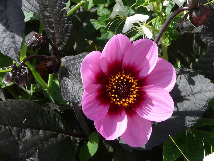 Dahlia, Flower, Macro, summer, petal, nature, beauty in nature HD wallpaper