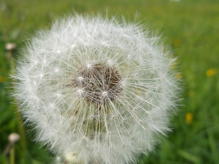 Dandelion, Detail, Macro, flower, fragility, nature, flower head HD wallpaper