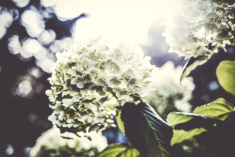 white petaled flowers with green leaves, white flowers, shallow focus HD wallpaper