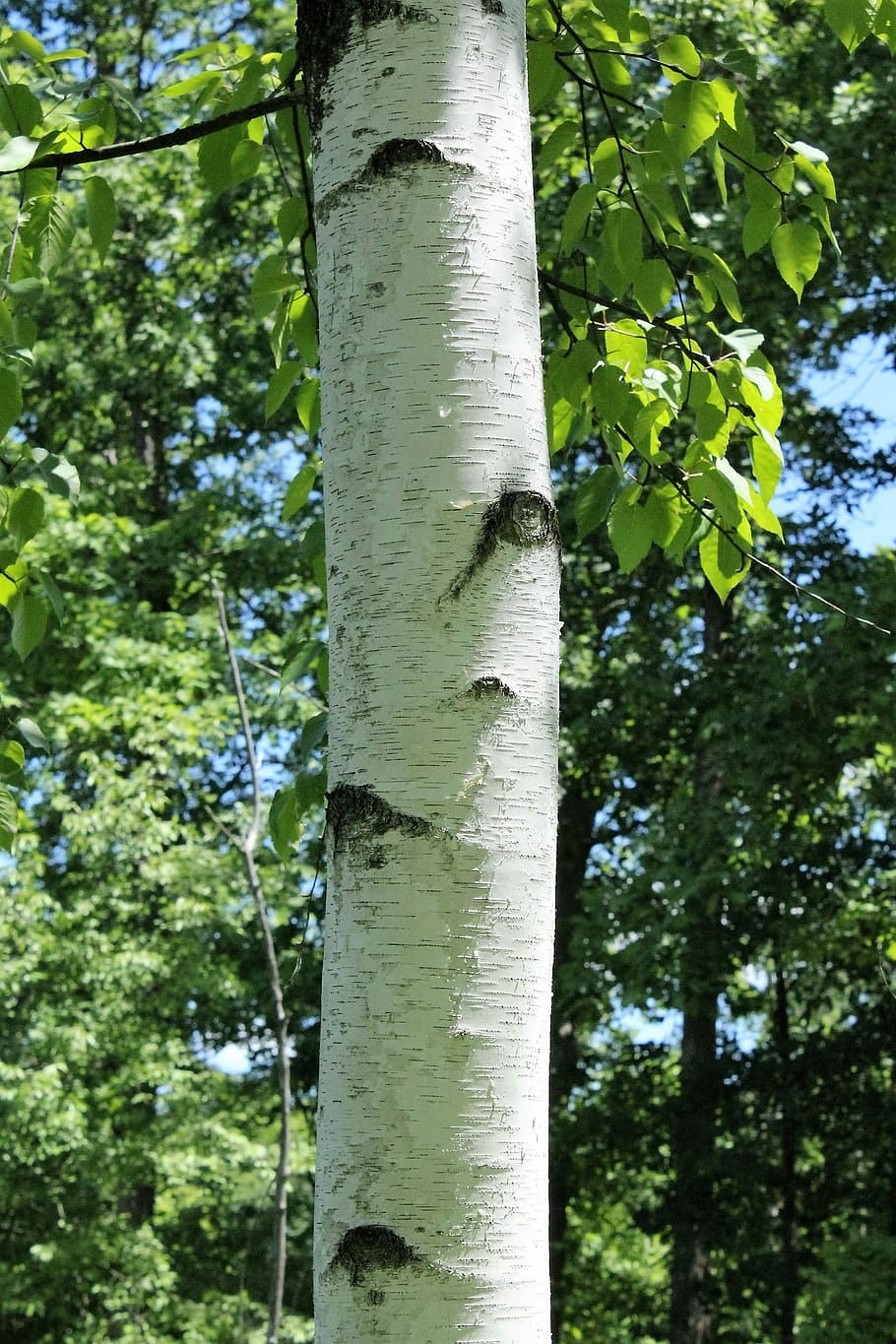 Paper Birch, Paper, Birch, birchtree, forest, landscape, wood HD wallpaper
