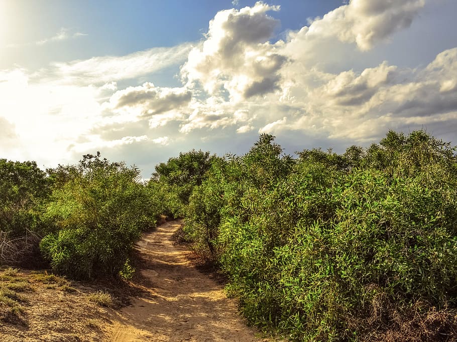 path, trees, clouds, sunlight, nature, spring, scenery, countryside HD wallpaper