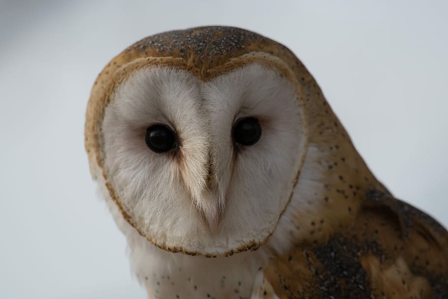 brown owl wallpaper, brown owl, face, beak, feather, eye, one animal HD wallpaper