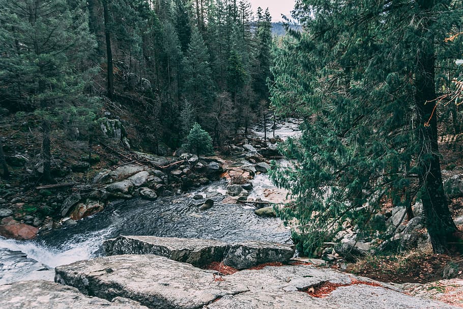 forest with lake, nature, tree, creek, stream, river, plant HD wallpaper