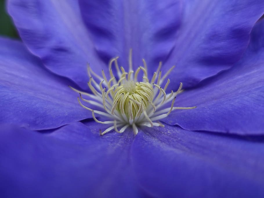 clematis, bloom, flower, garden, purple, macro, flowering plant HD wallpaper