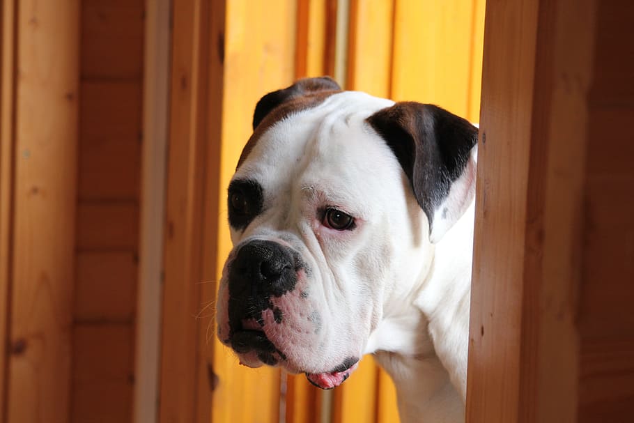 dog, door, snout, input, entrance door, wait, animal, boxer HD wallpaper